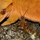 Illustration for article titled Shooting Challenge: Bugs 1